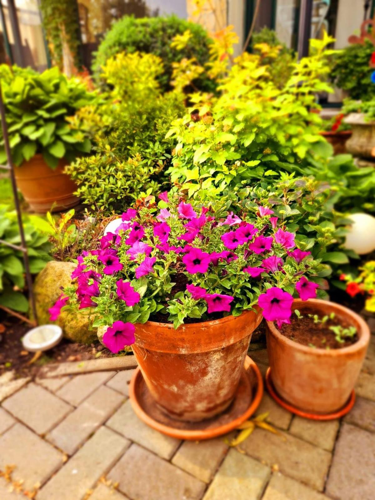 Ferienwohnung Koppi Pamhagen 外观 照片